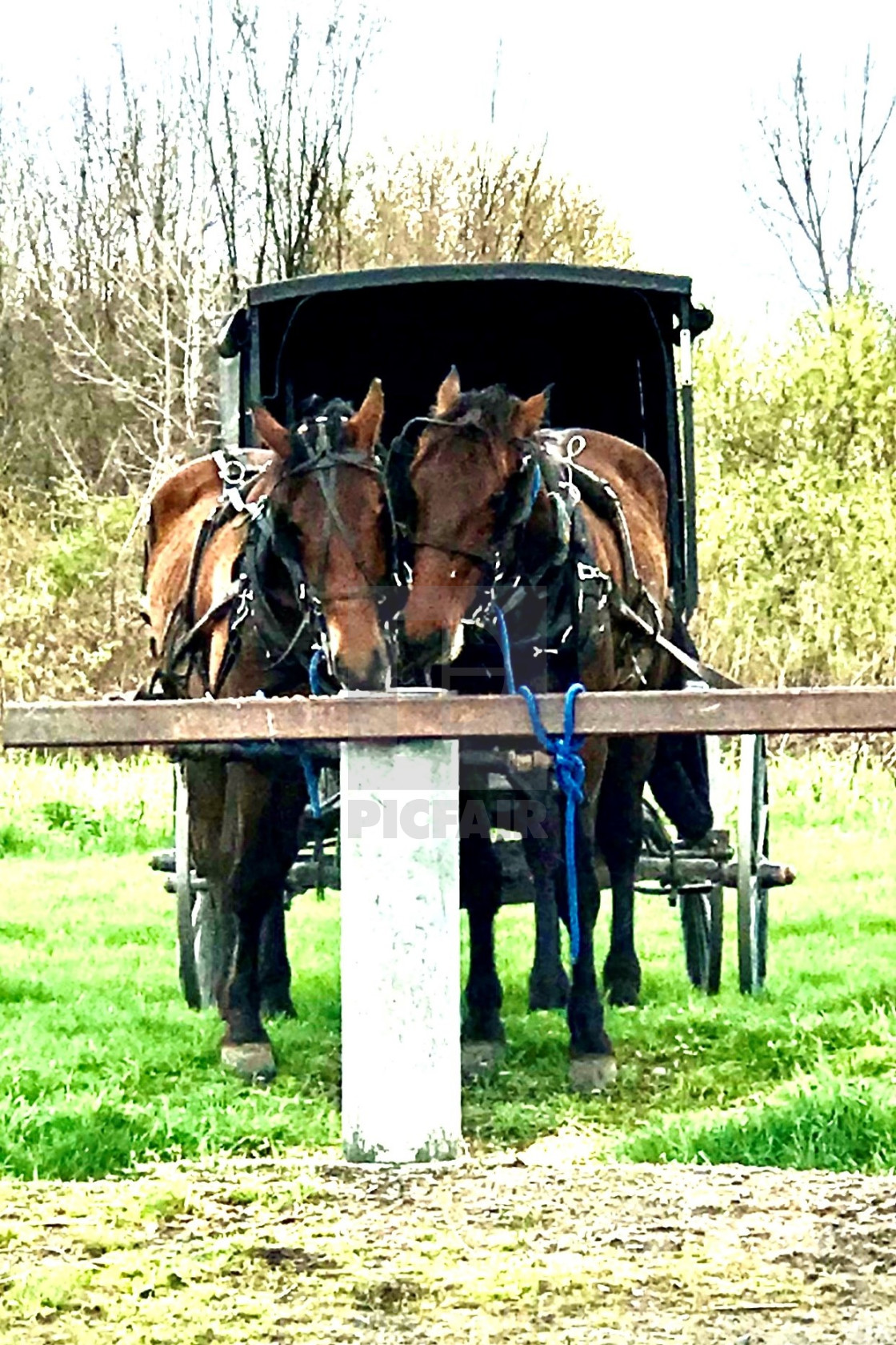 "Amish Horses Enjoying A Snack" stock image