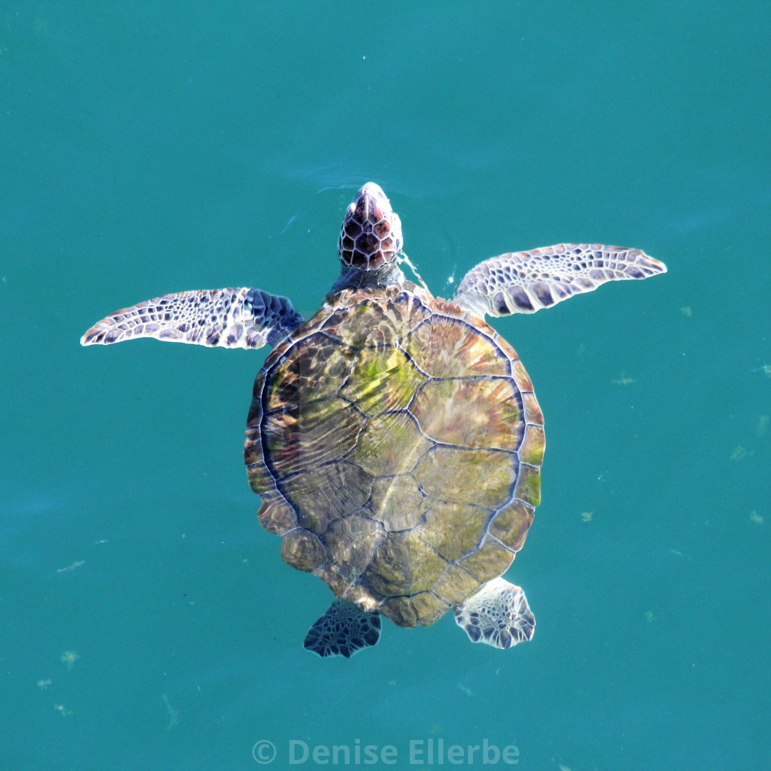 Sea Turtle Coming Up For Air License Download Or Print For 10 00 Photos Picfair
