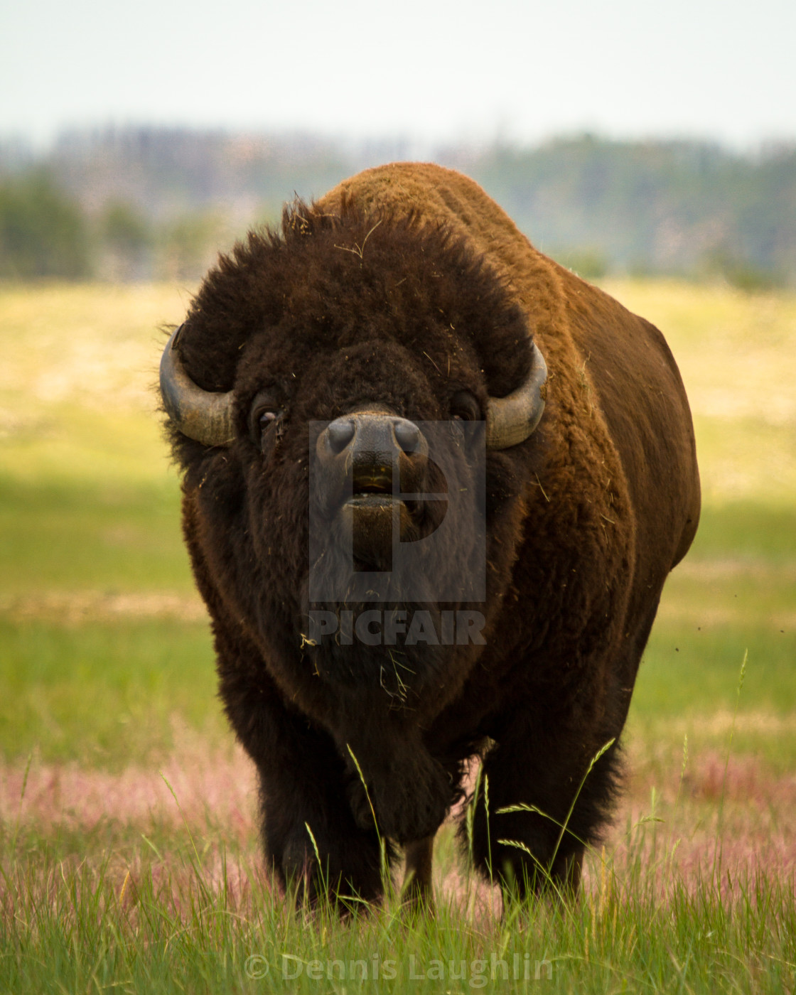 "Bison Bull" stock image