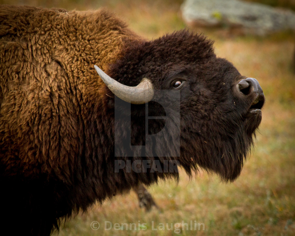 "Bull Bison in Rut" stock image