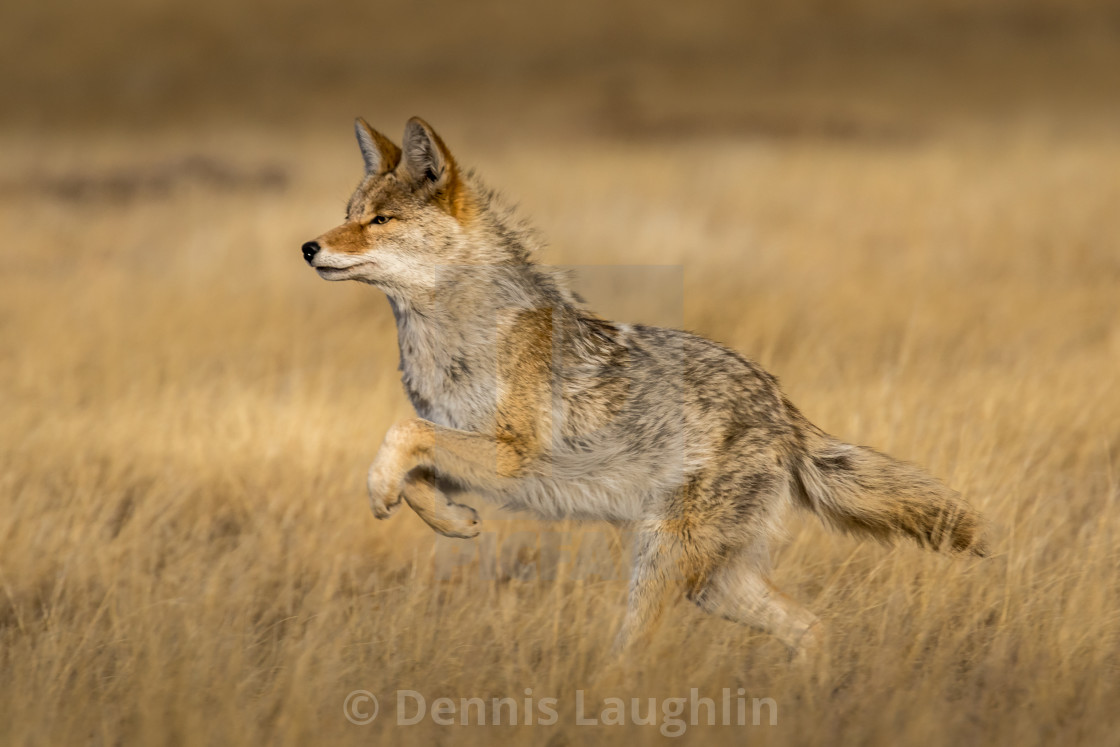 "Bounding Coyote" stock image