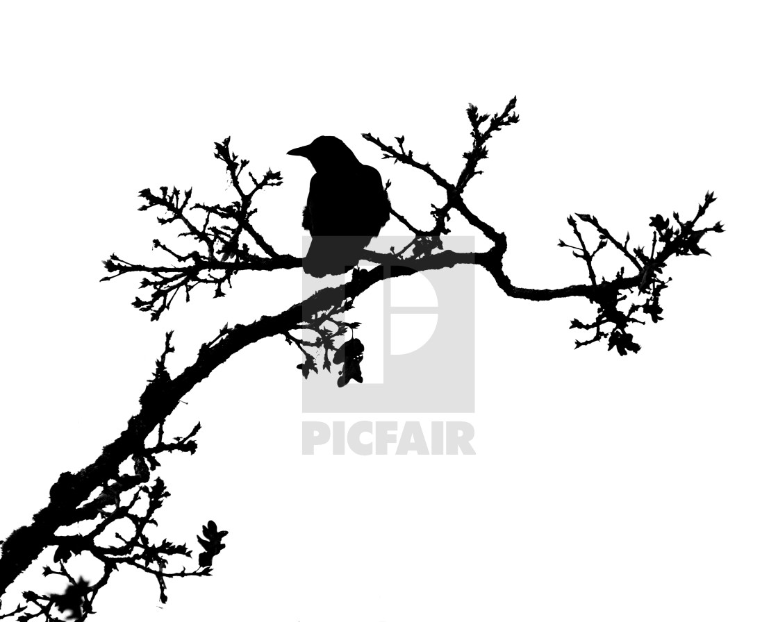 "Raven Silhouette on a branch" stock image