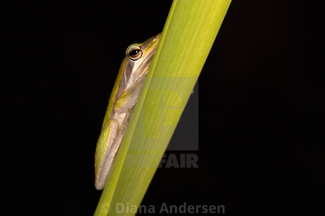 "Slender Tree Frog" stock image