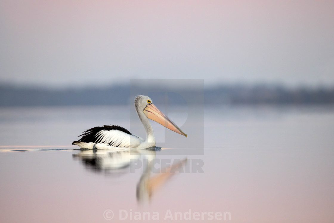 "Pelican" stock image