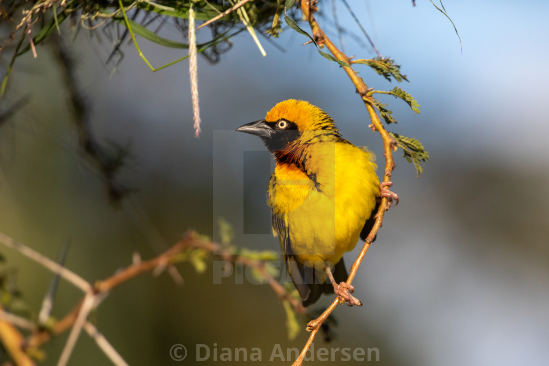 "Heuglin's Masked Weaver Male" stock image