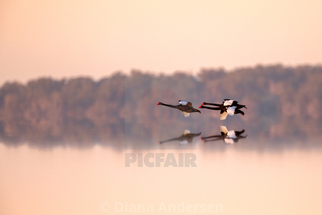 "Swan Flight" stock image