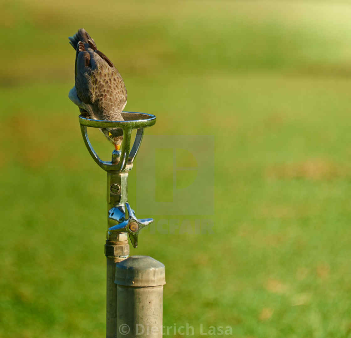 "Smart, Thirsty Noisy Miner" by Dietrich Lasa - £10.00 "Smart, Thirsty Noisy Miner" stock image