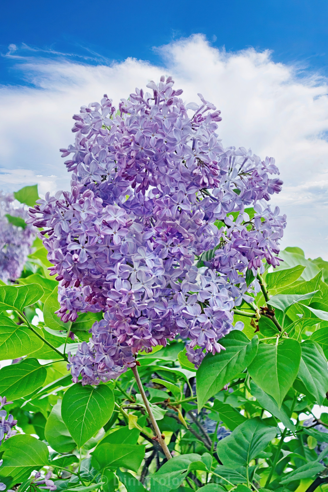 "Lilac Flower" stock image