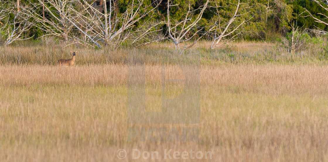 "Deer in the marsh" stock image
