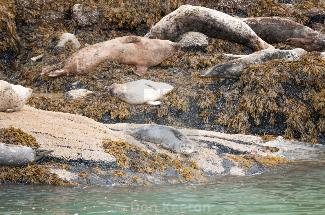 "Seals in Alaska" stock image