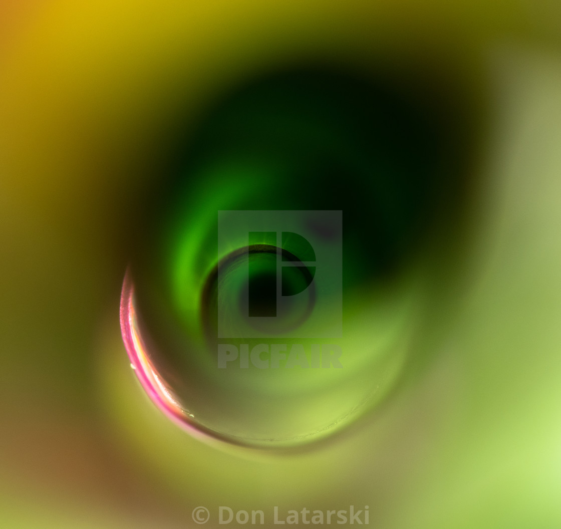 "Inside an unfolding canna leaf." stock image