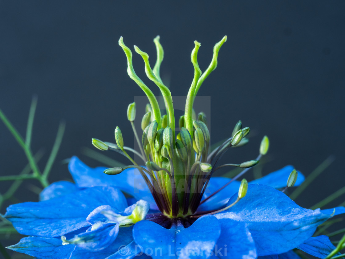 "Nigella (Love-in-a-mist)" stock image