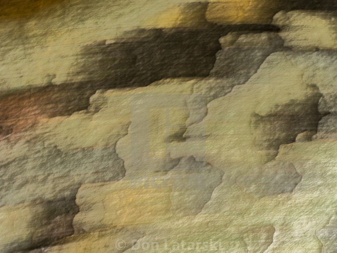 "Sycamore bark abstract #5" stock image