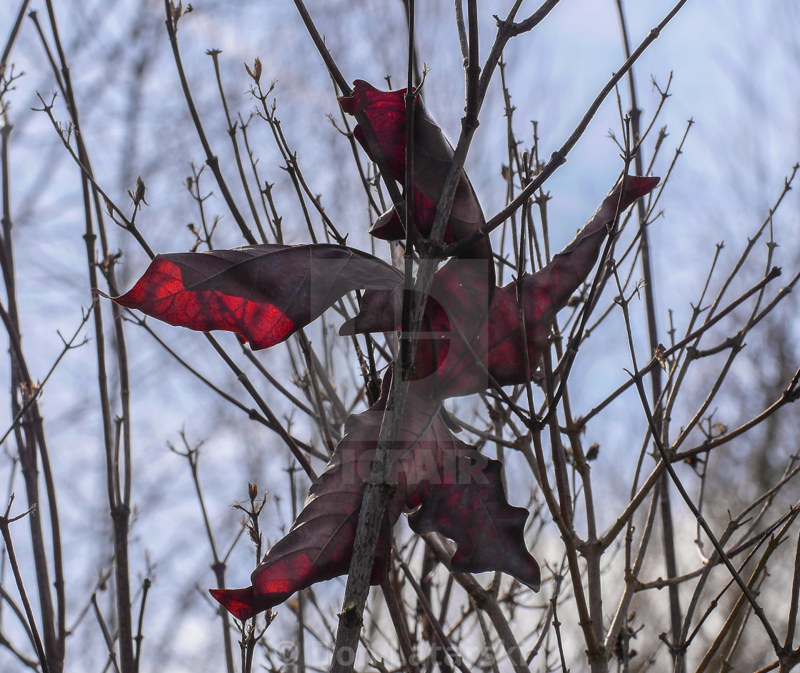 "Leaf suspended in a bush." stock image