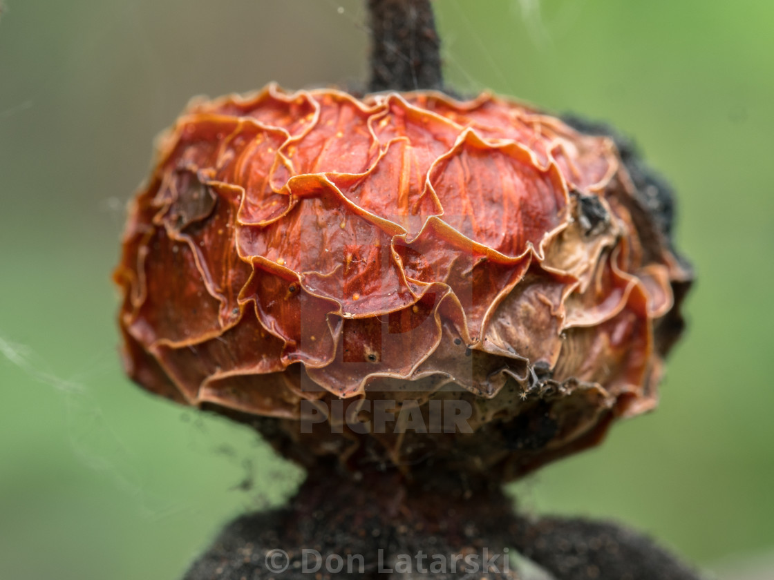 "Rose hip" stock image