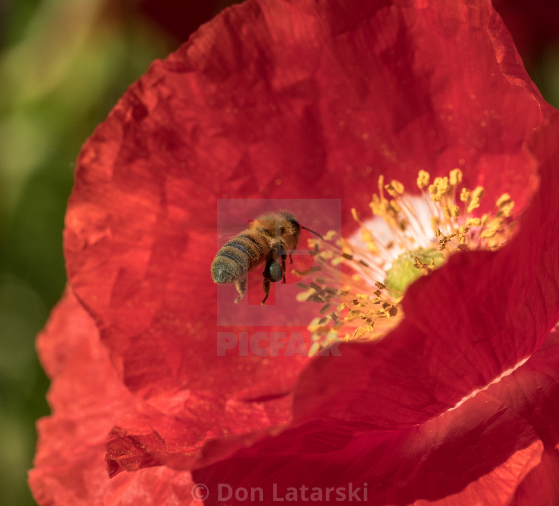 "Poppy and bee" stock image