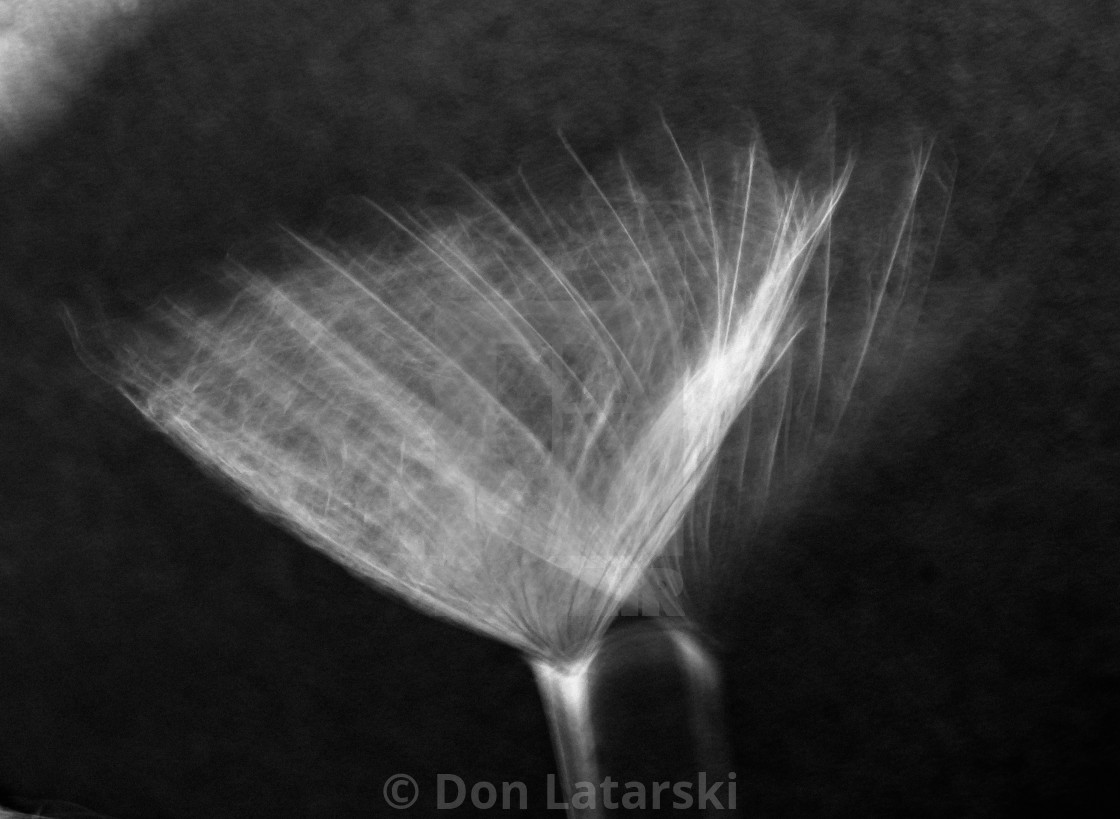 "Salsify seed pod #2" stock image