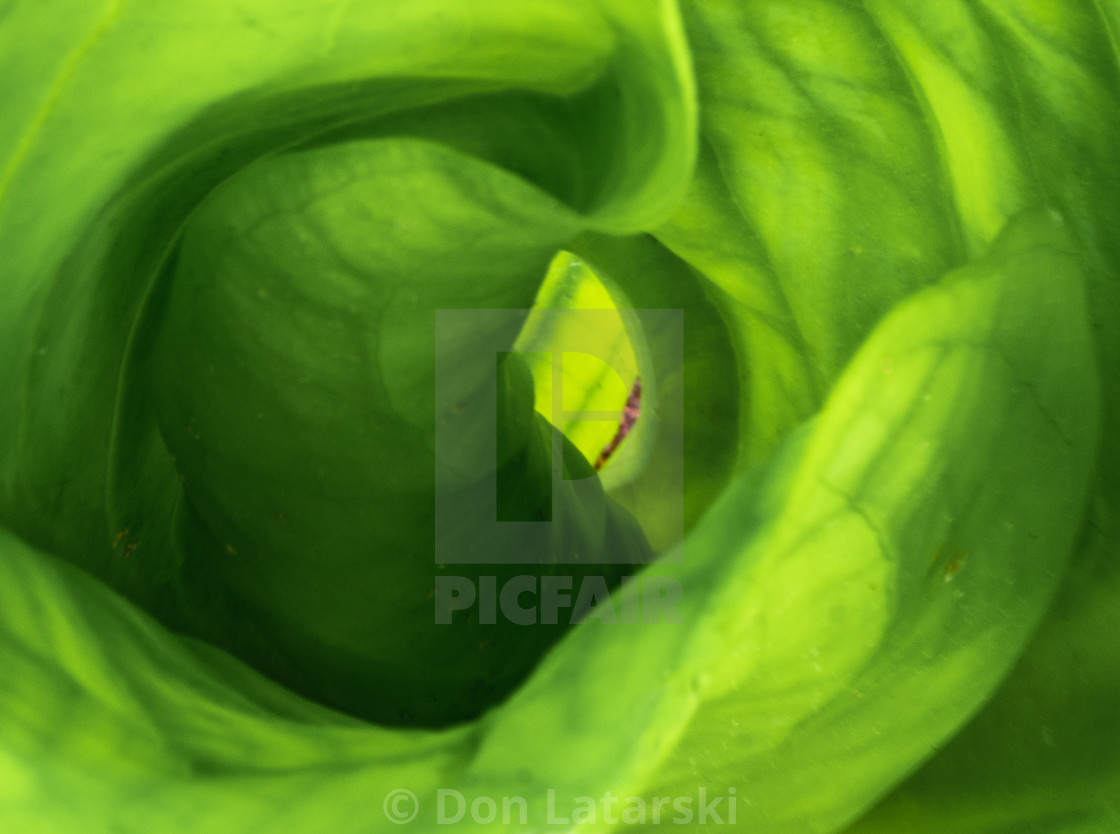 "Skunk cabbage and fern" stock image