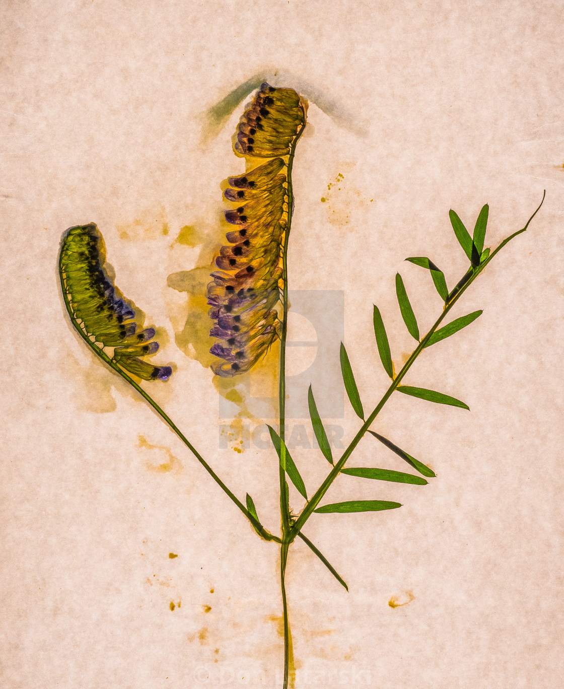 "Vetch" stock image