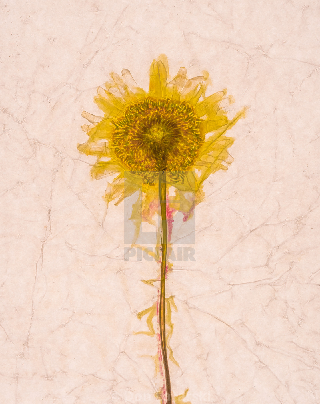 "Oxeye Daisy" stock image