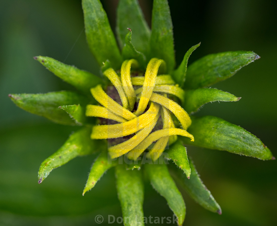 "Orange Coneflower" stock image