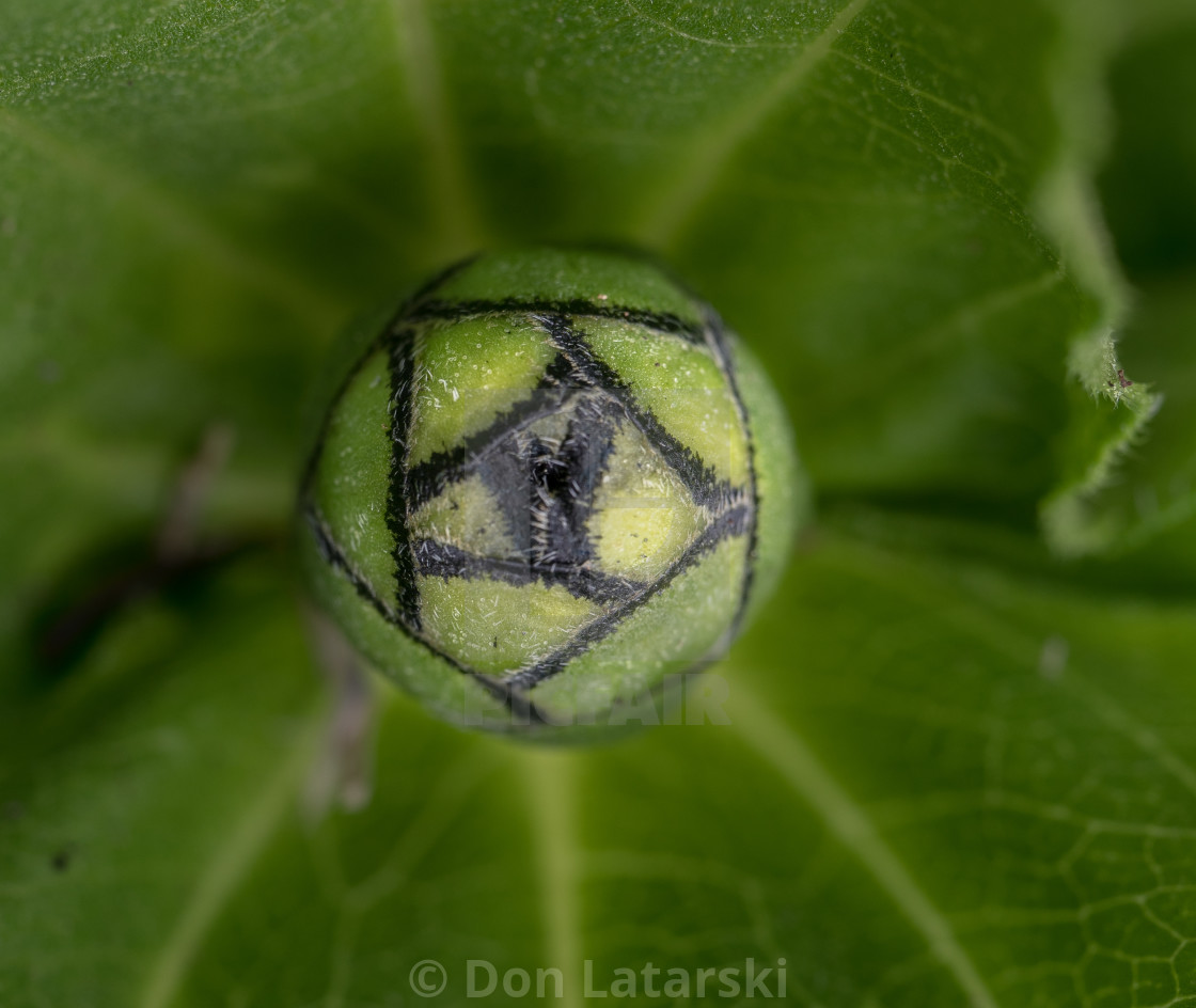 "Zinnia "eye" bud" stock image