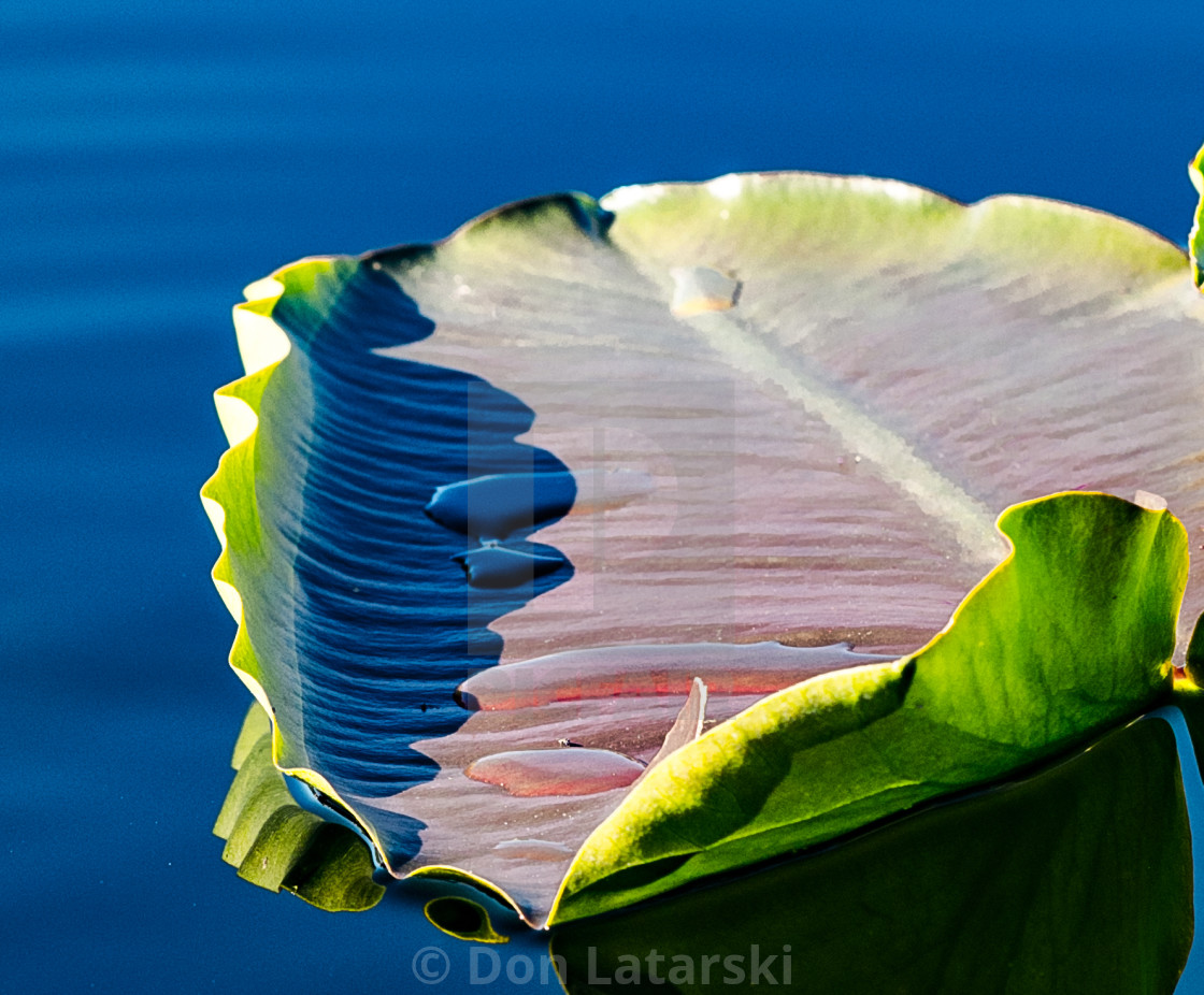 "Floating leaf on lake" stock image