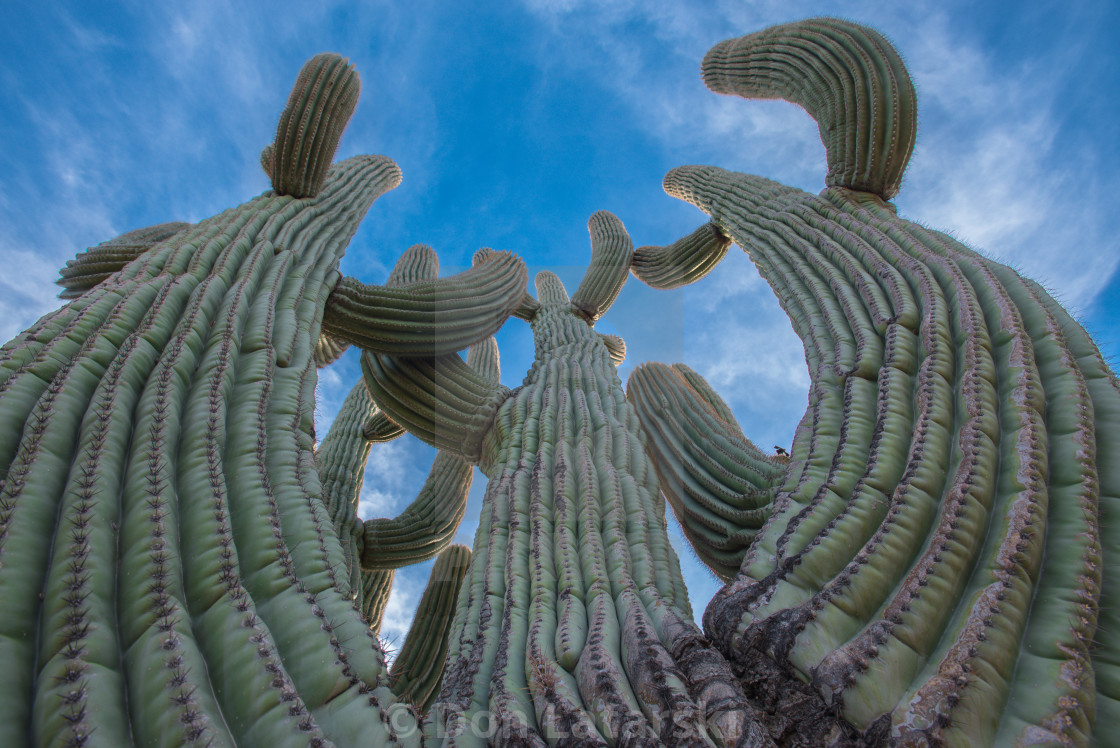 "Queen saguaro" stock image