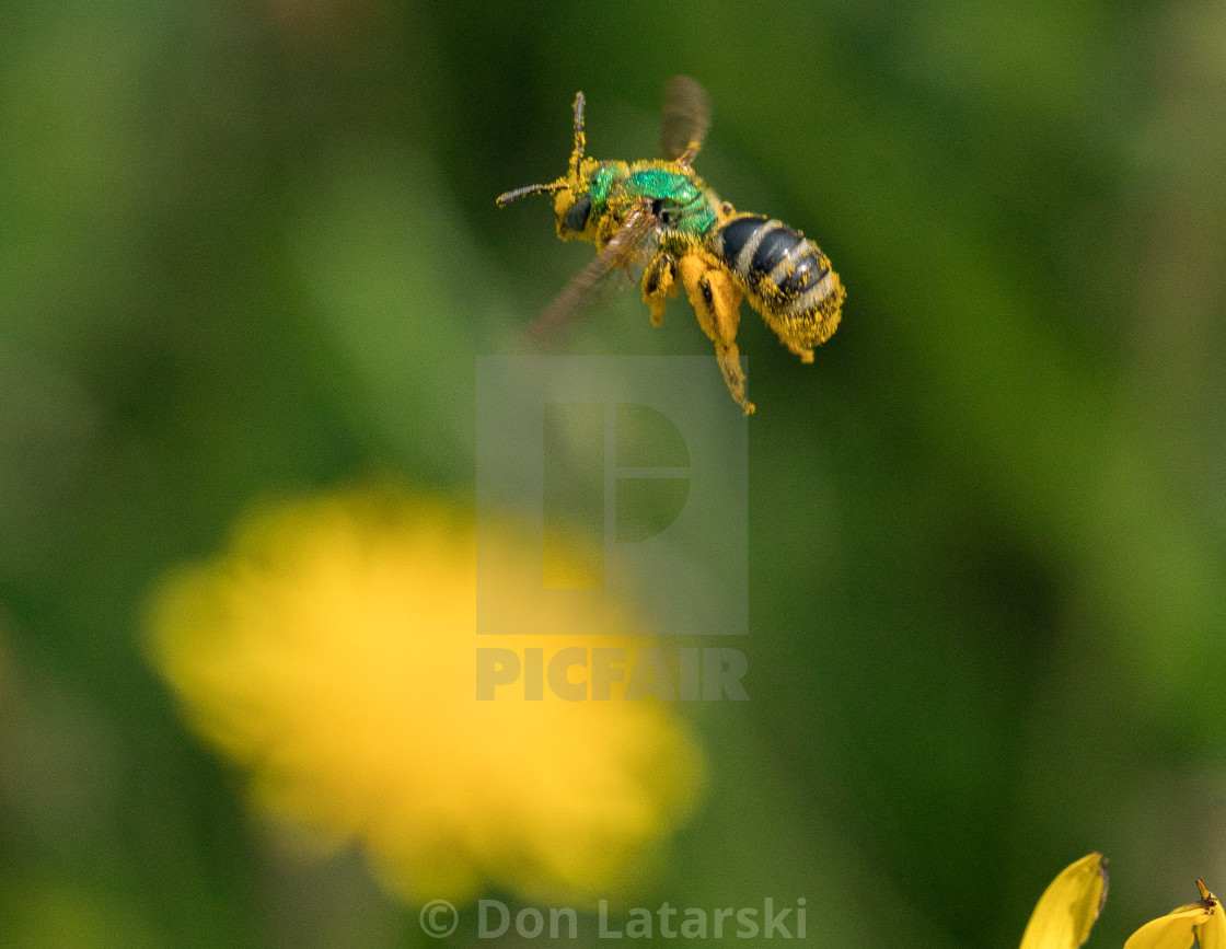 "Wild Bee in Flight #1" stock image