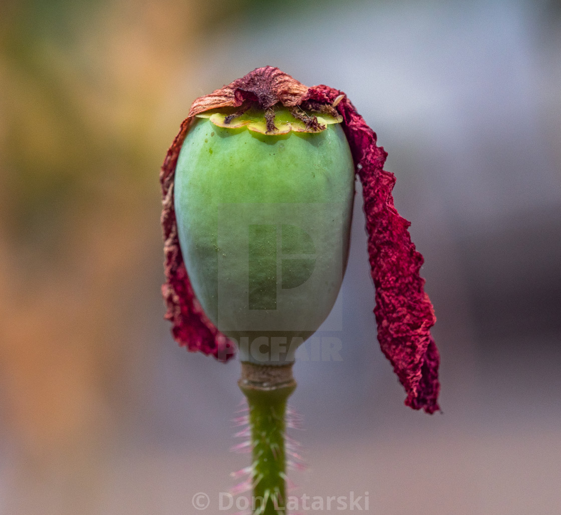 "Poppy with Red Hair #1" stock image