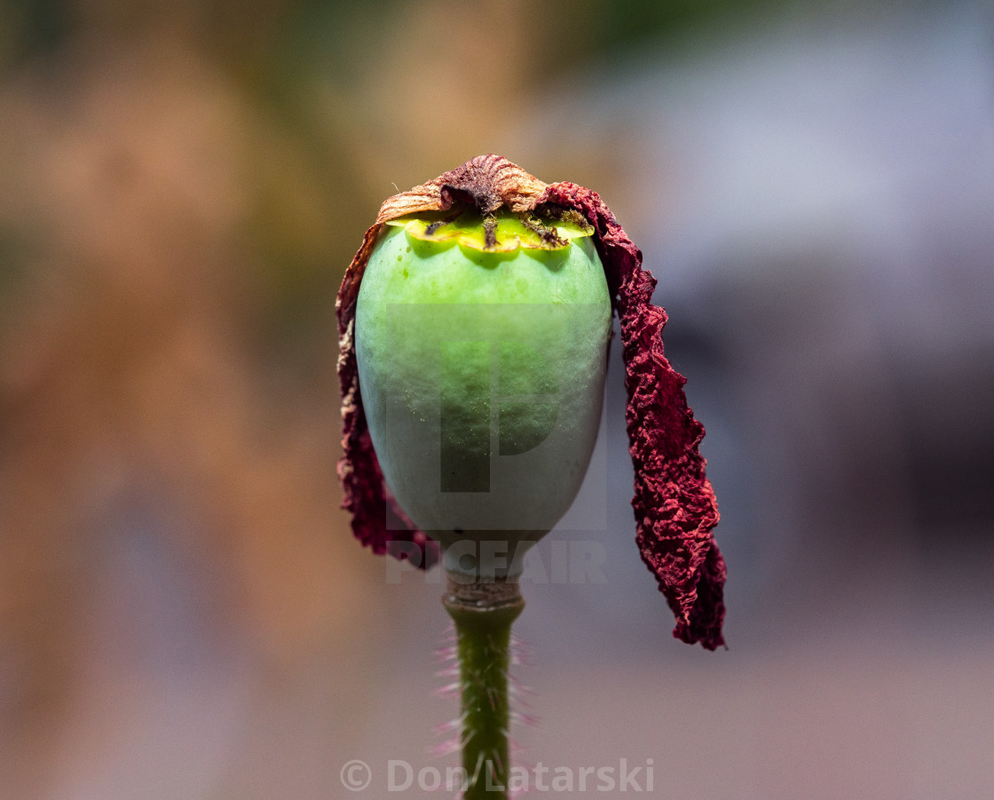 "Poppy with Red Hair #2" stock image