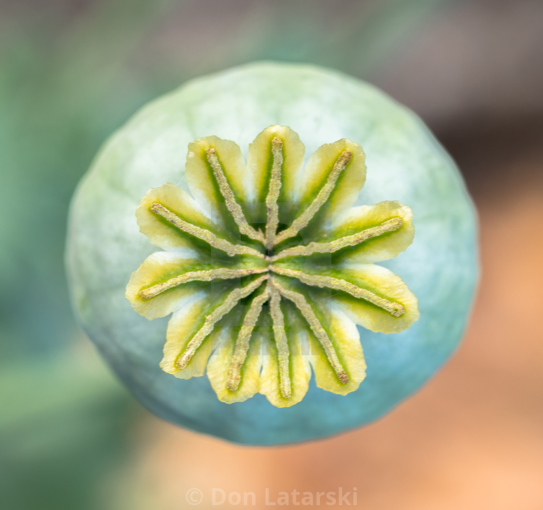 "Poppy Hieroglyph" stock image