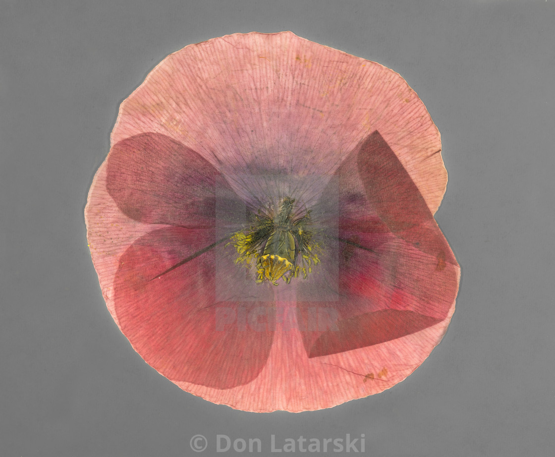 "Poppy layers" stock image