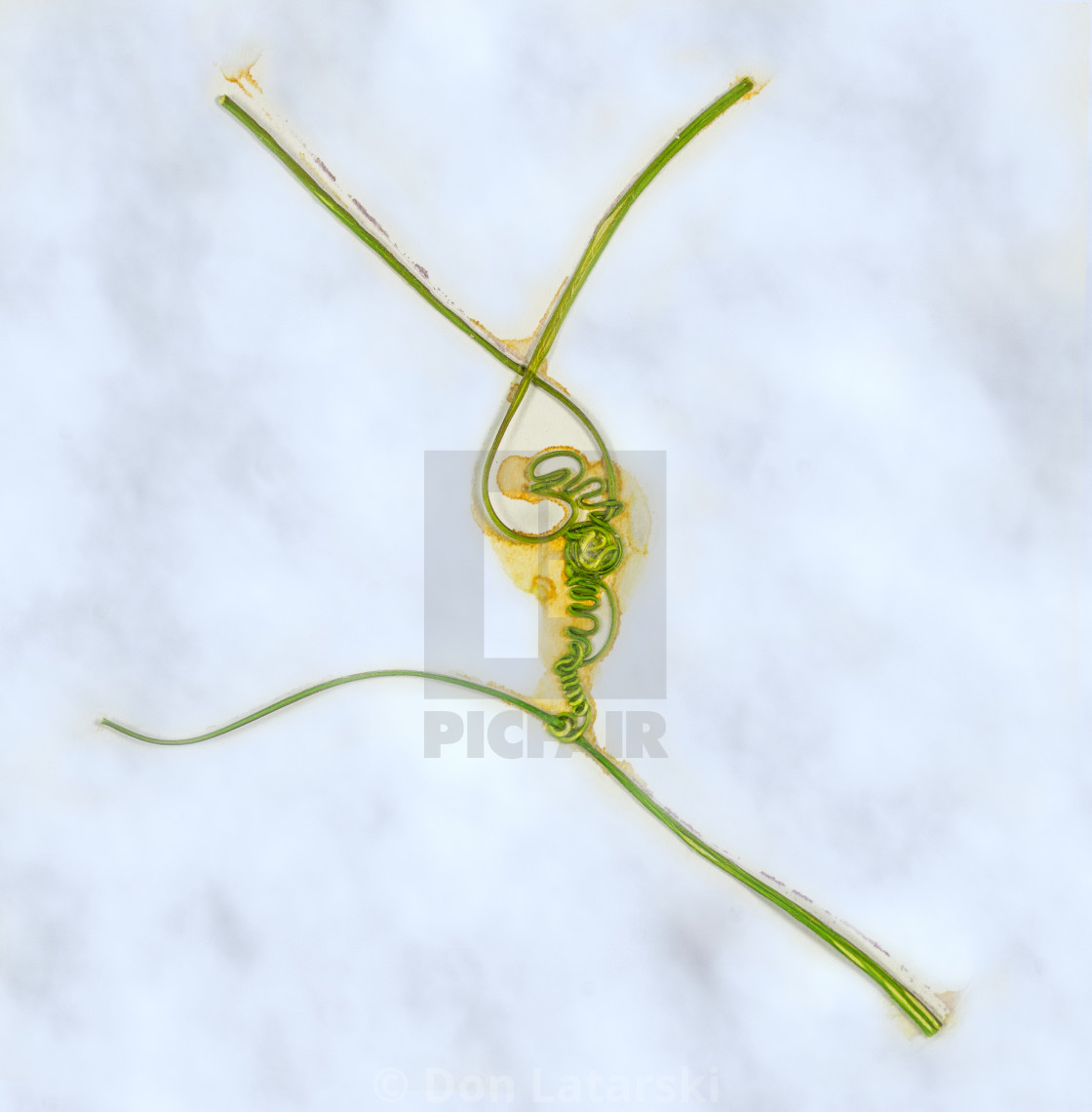 "Passion Flower Tendril Dancer #1" stock image