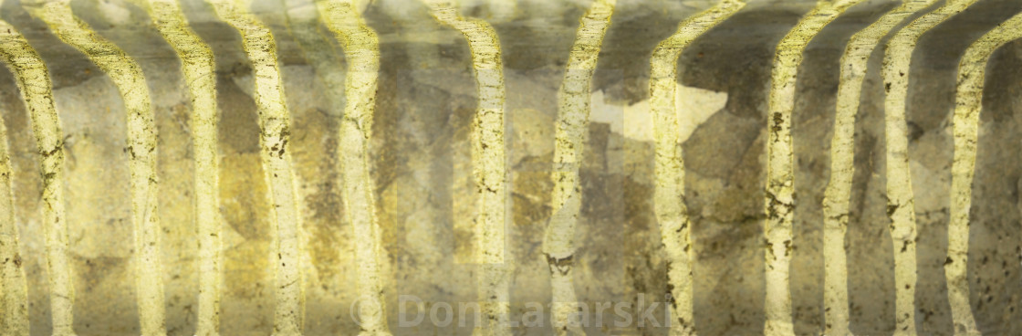 "Ephemeral Aspen" stock image