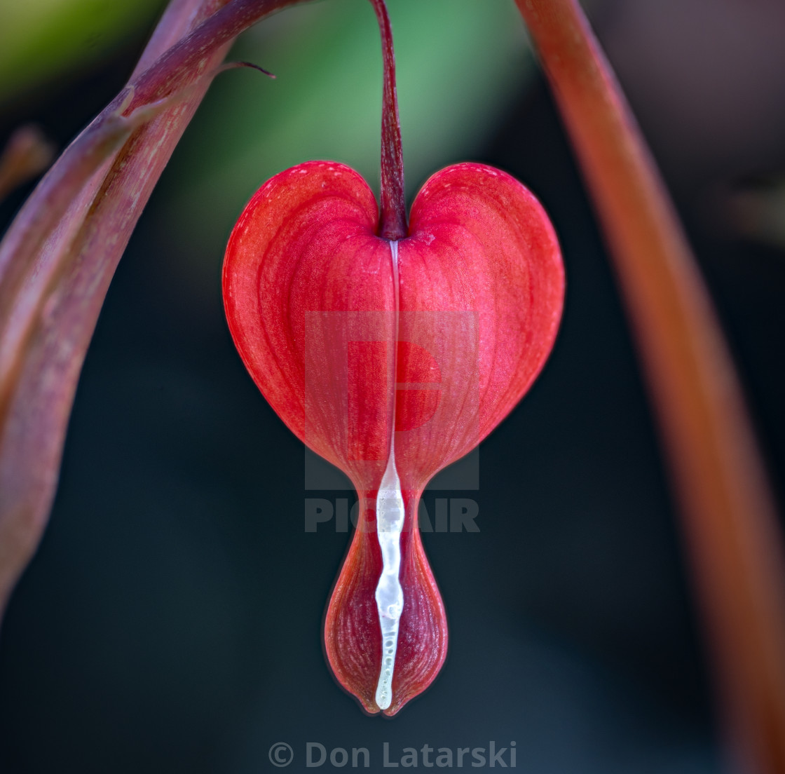 "Bleeding heart" stock image