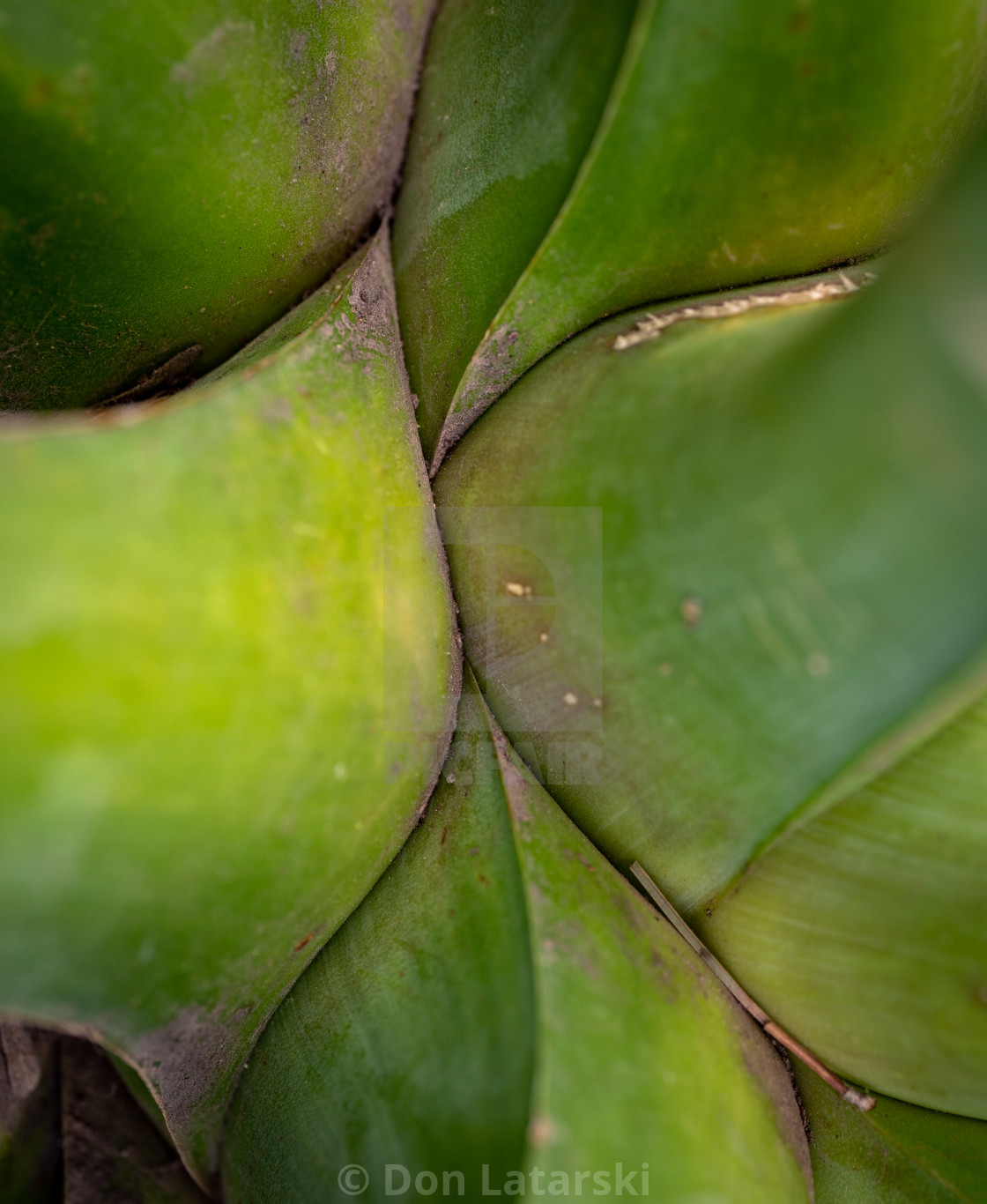 "Cactus confluence" stock image