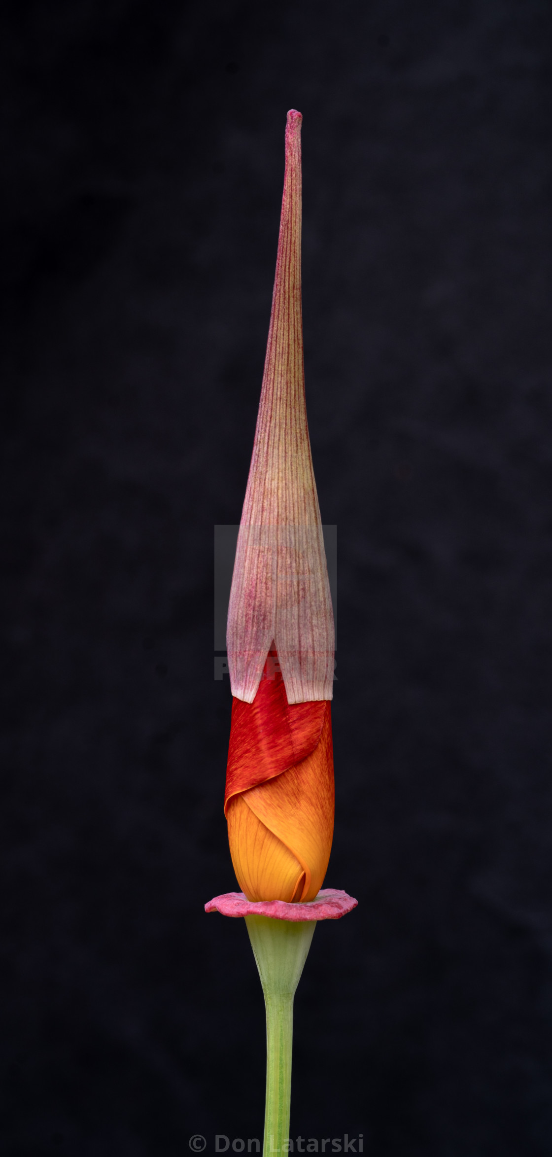 "California poppy with hat" stock image