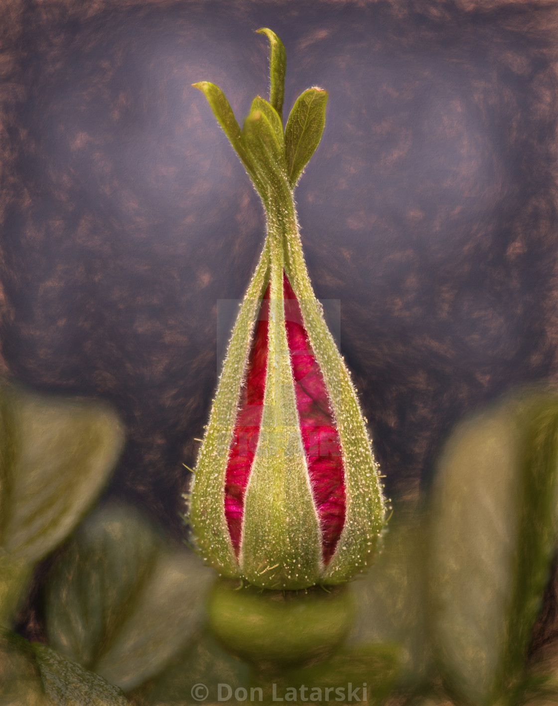 "Nootka rose bud #2" stock image