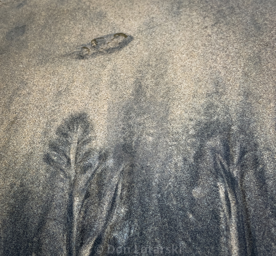 "Beach Etching #1" stock image