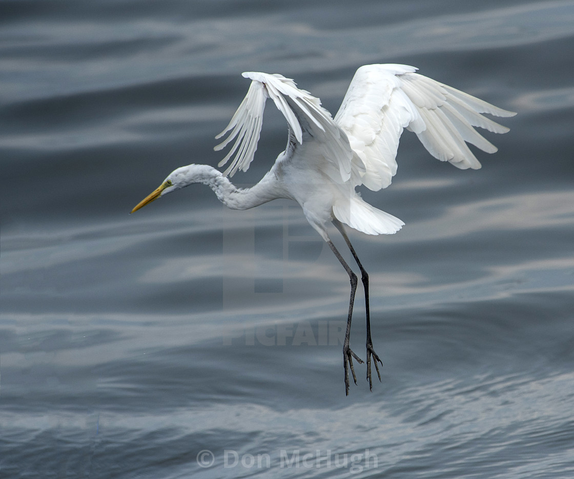 "Great White Egret Flight Control" by Don McHugh - $10.72 "Great White Egret Flight Control" stock image
