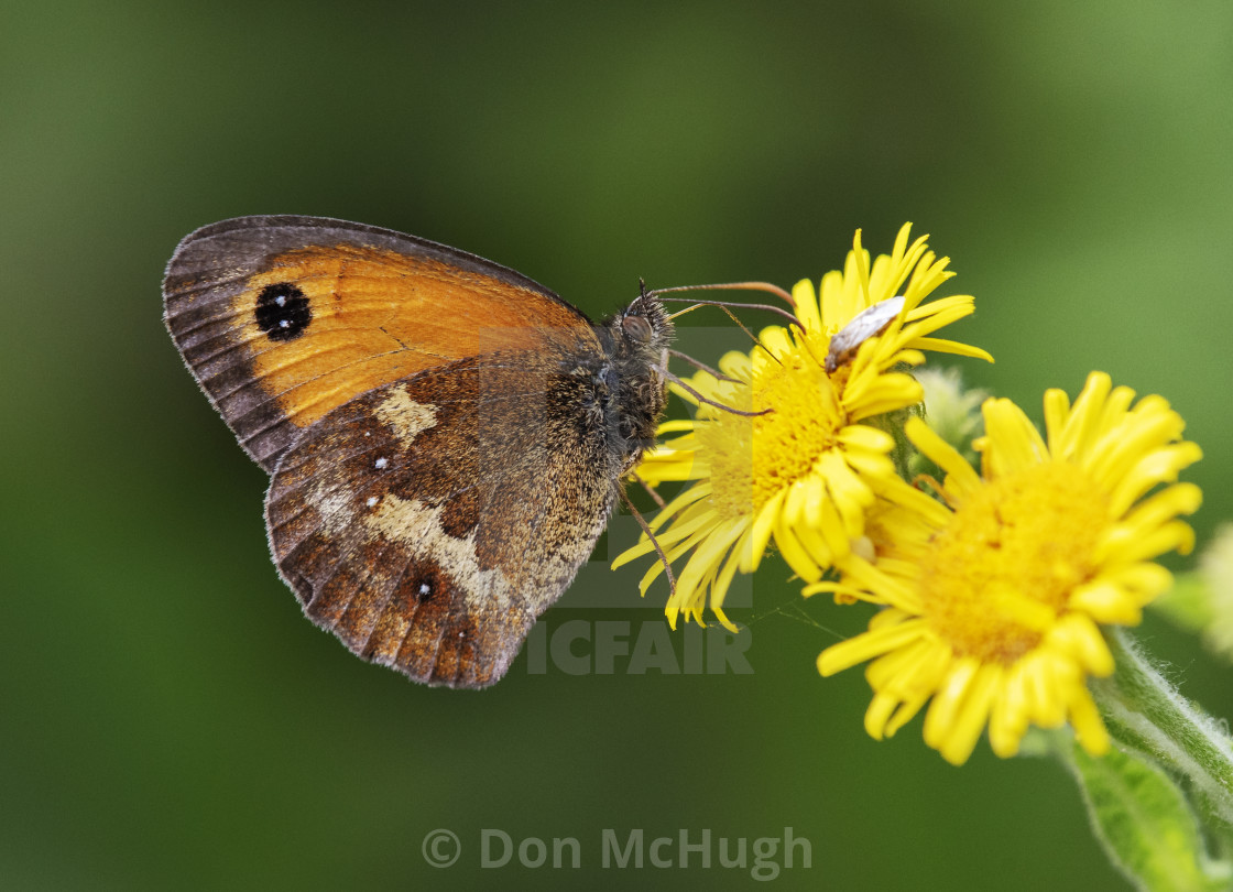 "Gatekeeper Butterfly (II)" by Don McHugh - $6.12 "Gatekeeper Butterfly (II)" stock image