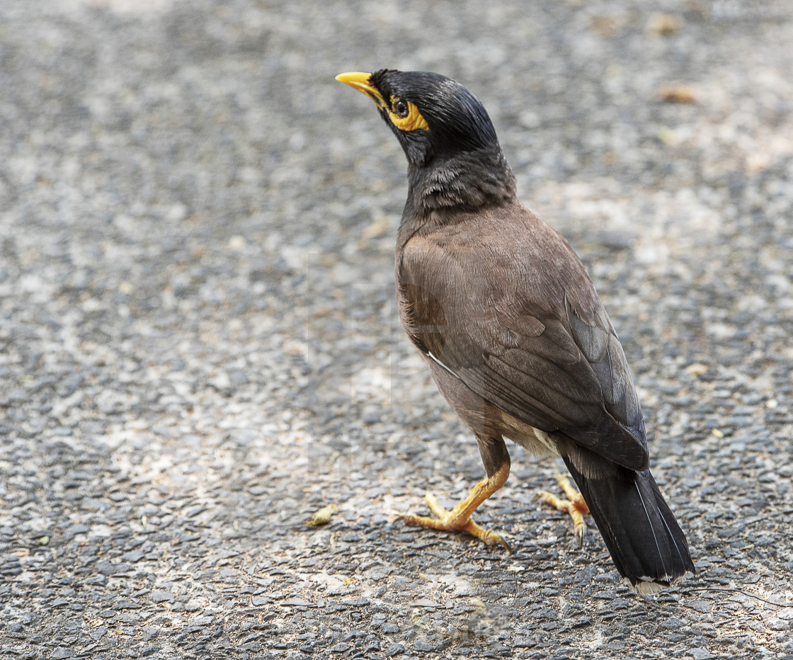 "Common Myna Bird" by Don McHugh - $6.12 "Common Myna Bird" stock image