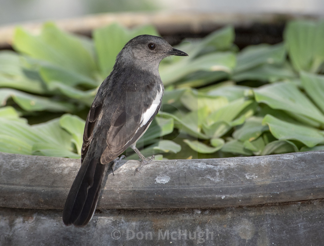 "Pied Robin-Female" by Don McHugh - $6.12 "Pied Robin-Female" stock image