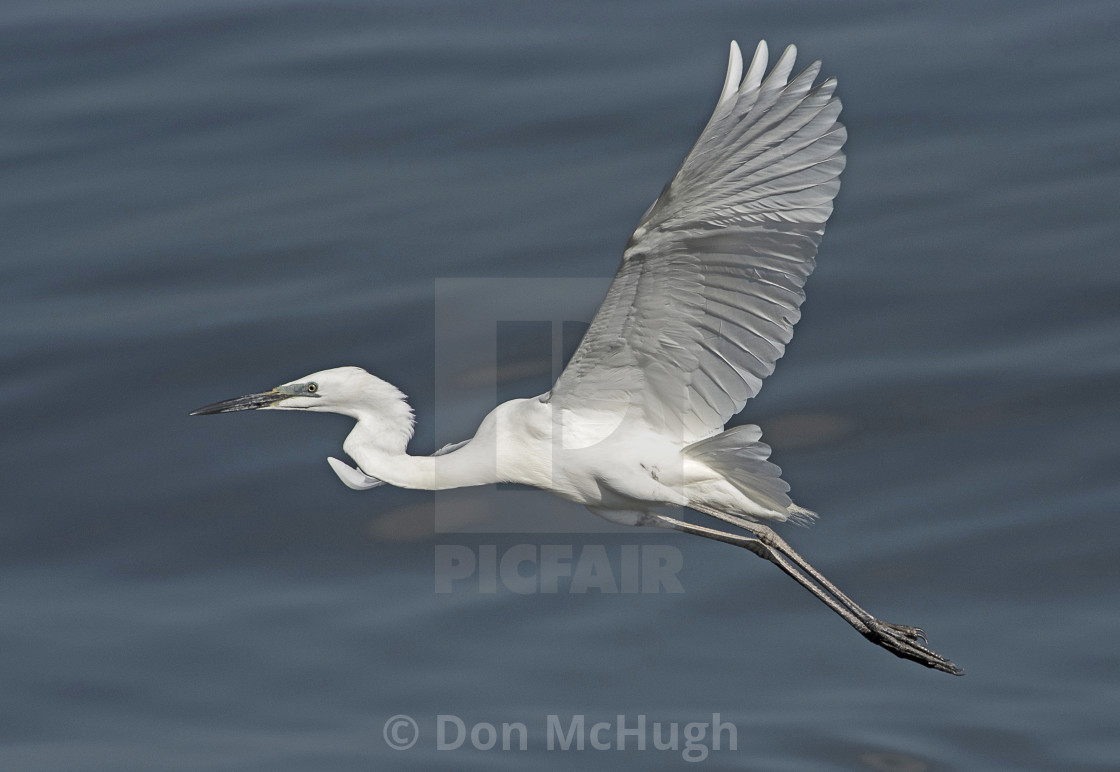 "Great White Egret" by Don McHugh - $7.65 "Great White Egret" stock image