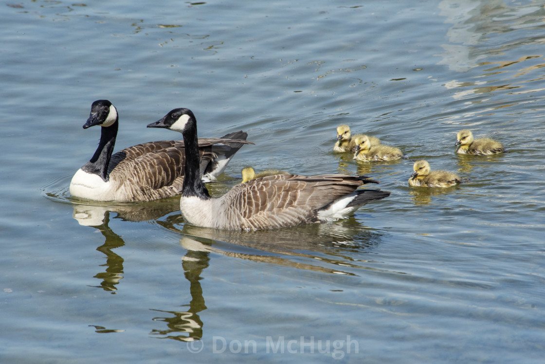 "Canada Geese Family Outing" by Don McHugh - $6.12 "Canada Geese Family Outing" stock image