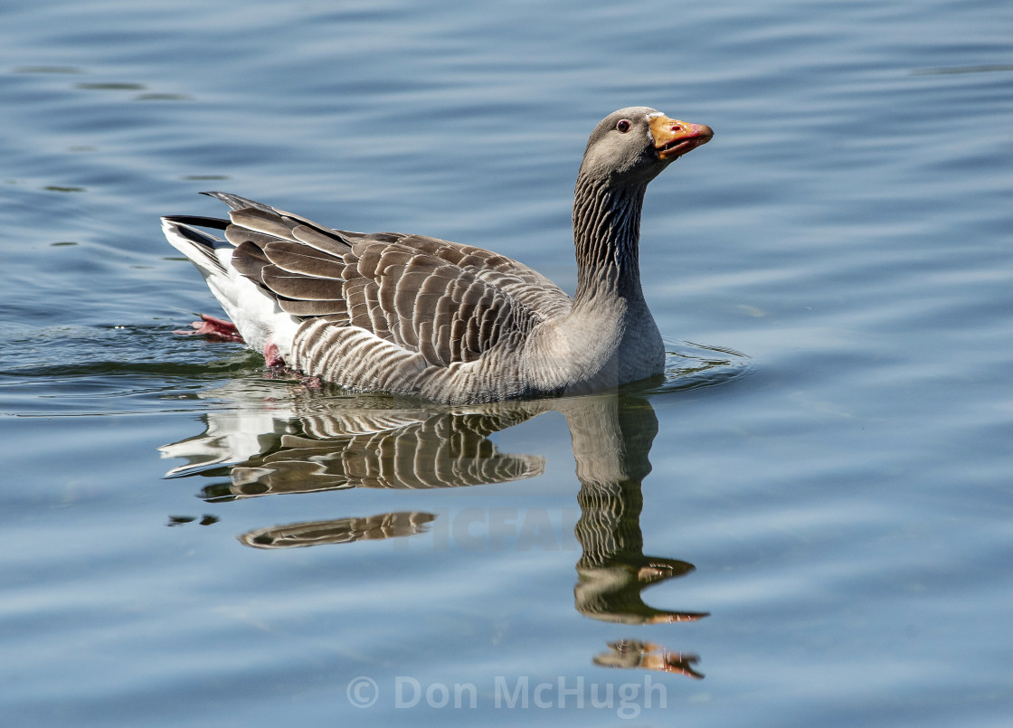 "Greylag Goose South Hanningfield" by Don McHugh - $7.65 "Greylag Goose South Hanningfield" stock image