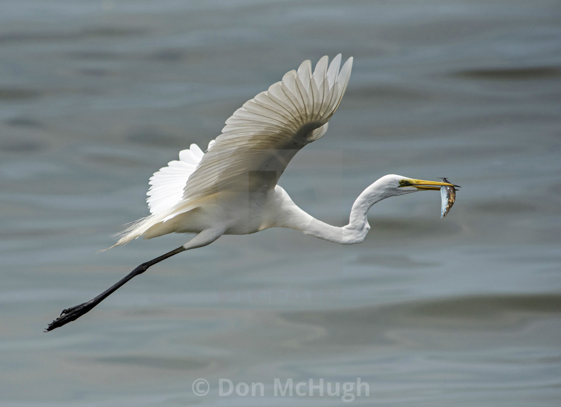 "Great White Egret (Ardea alba) (IV)" by Don McHugh - $7.65 "Great White Egret (Ardea alba) (IV)" stock image