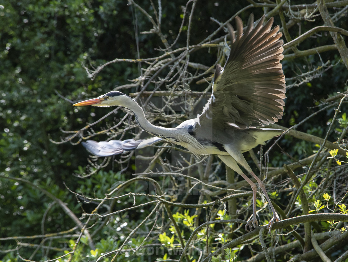 "Grey Heron Take Off" by Don McHugh - $6.12 "Grey Heron Take Off" stock image