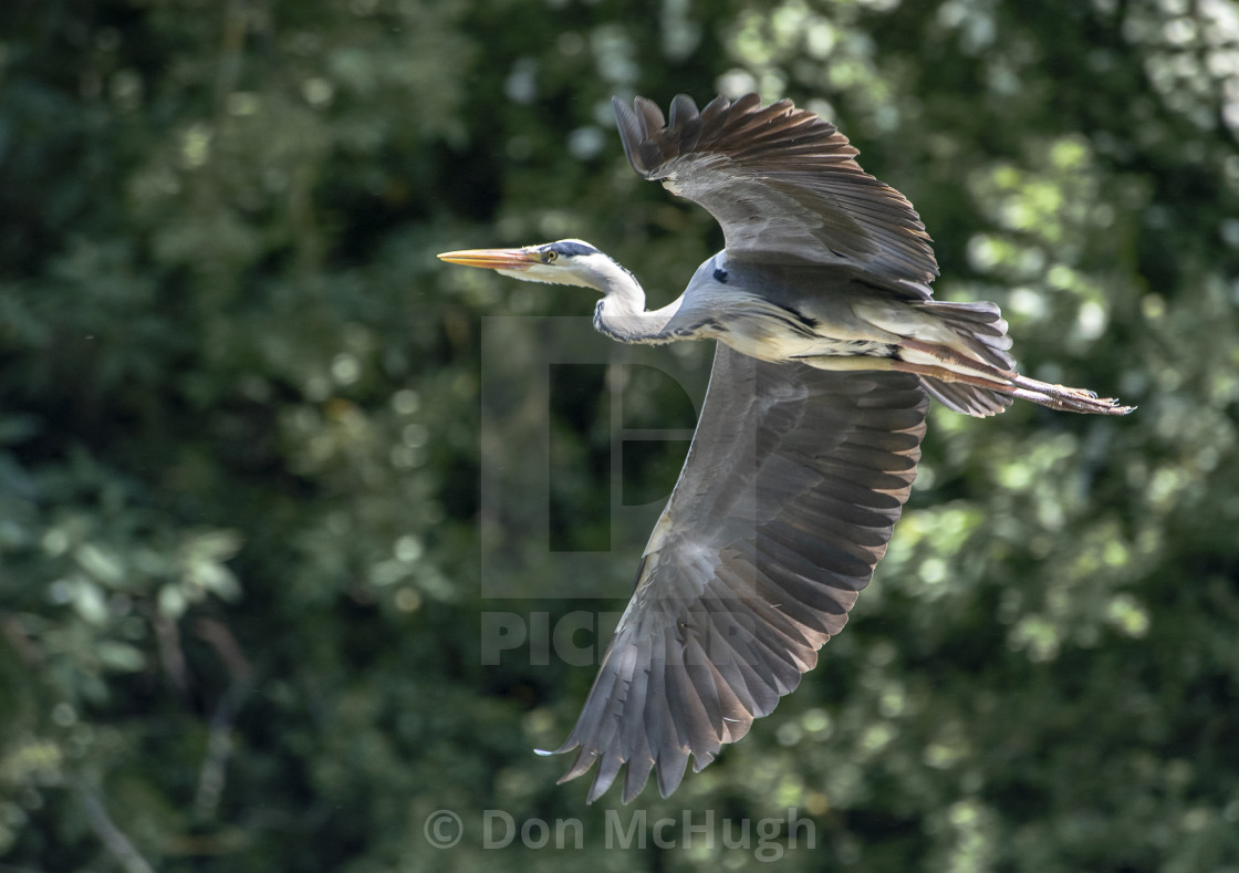 "Grey Heron In Flight (III)" by Don McHugh - $7.65 "Grey Heron In Flight (III)" stock image